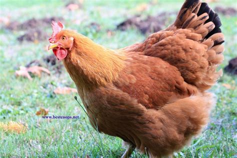 fertile  hampshire red chicken hatching eggs ebay