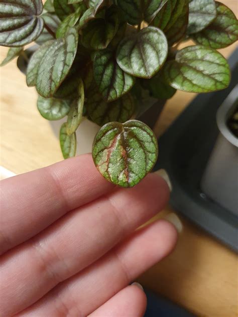 Is this peperomia albovittata variegated? 🥰 : r/peperomia