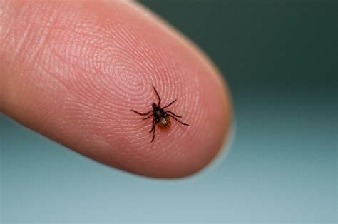 UK warning after extremely rare tick bite infection that can cause ...