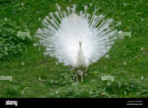 Albino peacock hi-res stock photography and images - Alamy