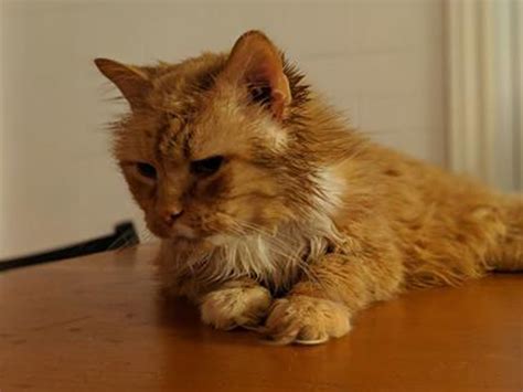 The touching story of Leo, who has regained his freedom - Montreal SPCA