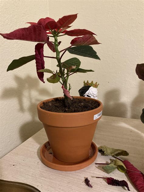 Does my poinsettia look okay? : r/houseplants