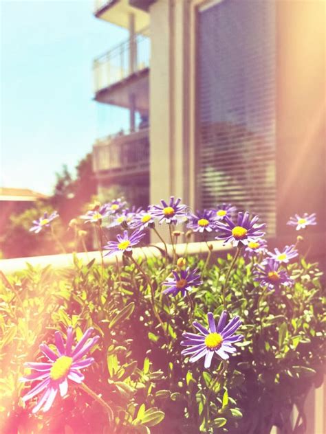 Stunning Daisy Bloom Leak: Nature's Own Artistic Masterpiece - l5sk6b6
