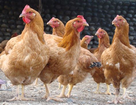 breeds  native chicken   philippines  lawerence rivera blog