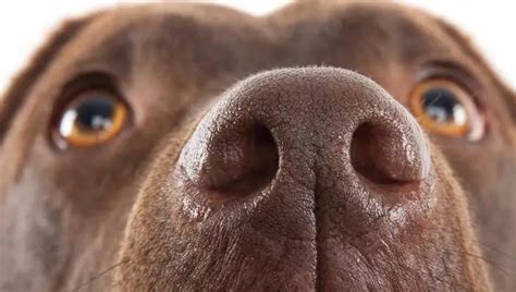 Vomeronasal organ - what is it? - Science