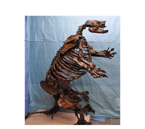 Harlans Ground Sloth Skeleton - Skeletons and Skulls Superstore