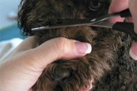 Expert Tips for Grooming Your Australian Labradoodle: A Breeder's Guide ...