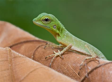 Tipos De Lagarto Pequeno - Tipos De Lagartos Pequenos - RETOEDU