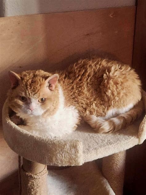 Selkirk Rex Shorthair — Kitti Kat Kattery - Selkirk Rex