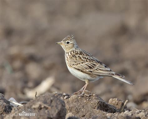 Alauda arvensis Pictures, Skylark Images, Nature Wildlife Photos ...