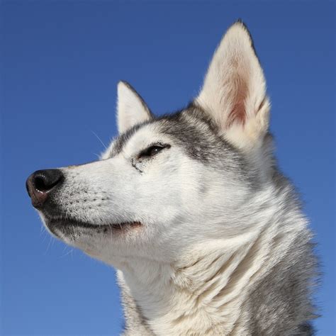 Siberian Sleddogs | Snuppa