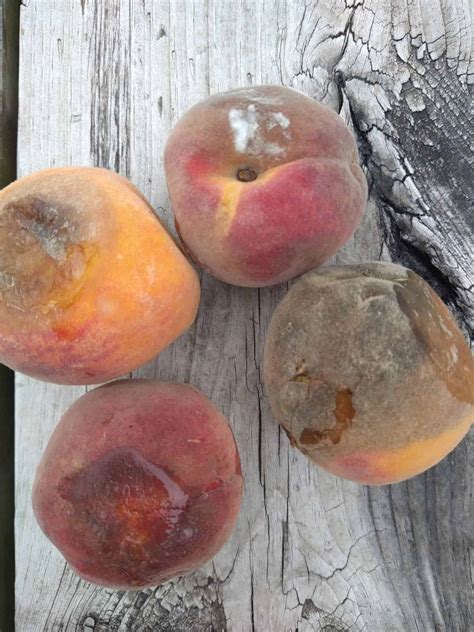 peach  bad eat