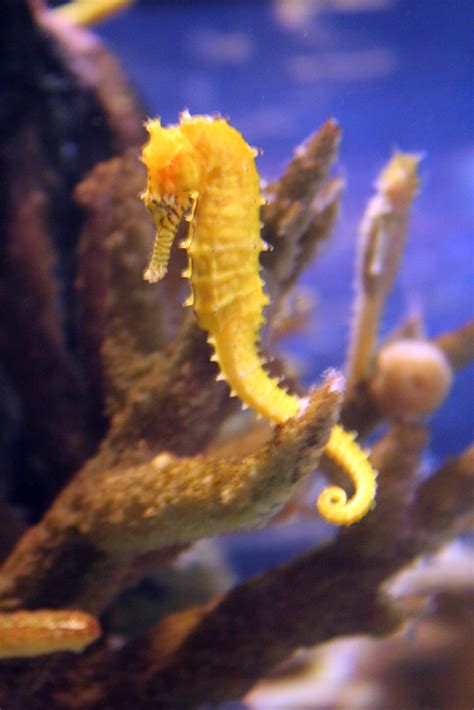 Zebra Seahorse (Seahorses of the World) · iNaturalist