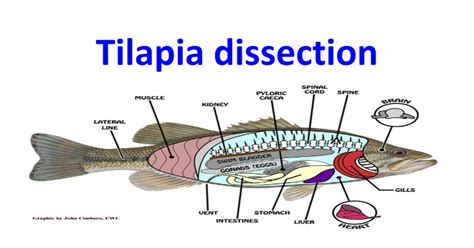 tilapia dissectionpptx google