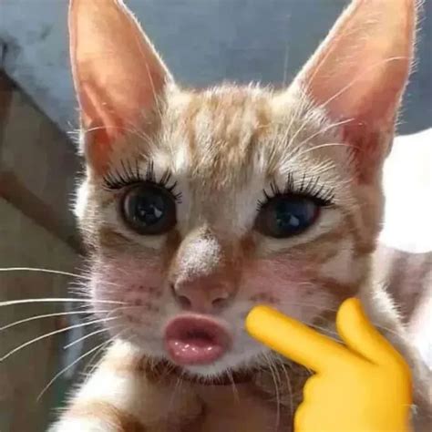 chon loc hinh nen meme hai huoc de cai thien man hinh