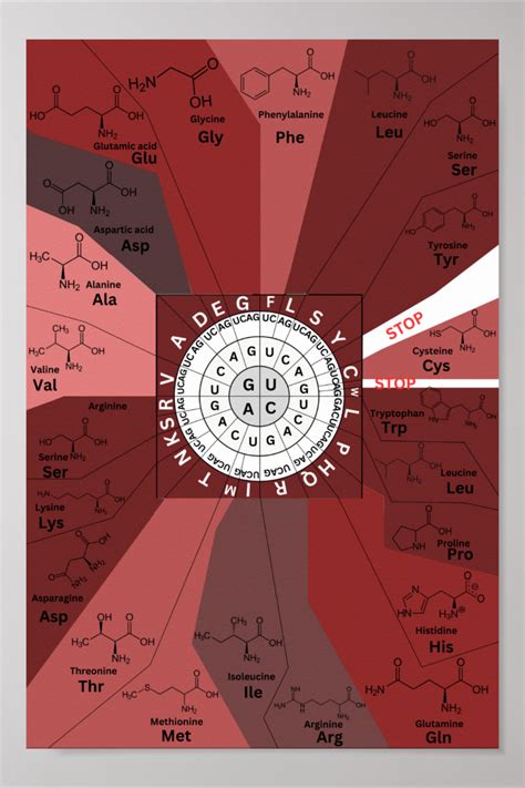 Codon Chart Poster at Jeanette Taylor blog