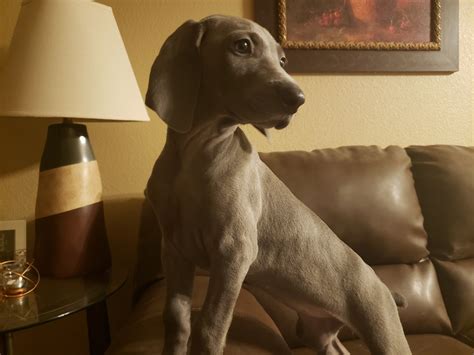 Weimaraner Puppies For Sale In Arizona
