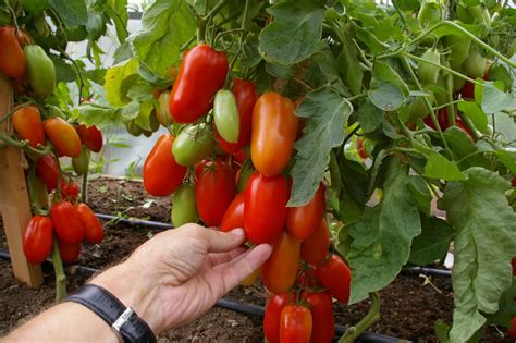 Томат Агафья: ОТЗЫВЫ (10), фото, урожайность | tomatland.ru