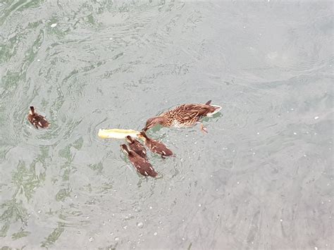 haute savoie lac dannecy la chasse  la puce de canard  eu lieu