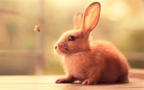 [100+] Cute Bunny Wallpapers | Wallpapers.com