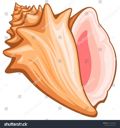 drawing of conch shell 6