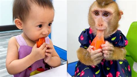 Monkey Kaka and baby Diem are curious about Xuxe sticky rice cake in ...