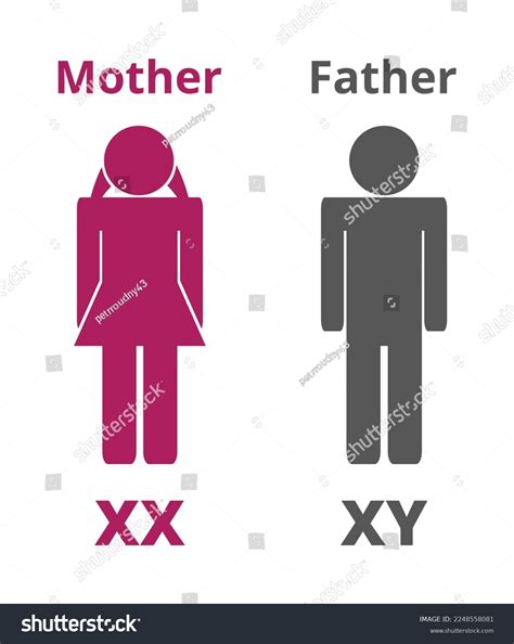 1,390 Man Woman Chromosome Images, Stock Photos & Vectors | Shutterstock