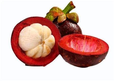 Garcinia Indica at best price in Hyderabad | ID: 2854172760130