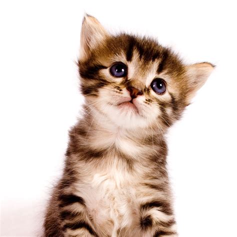 I Love - Heart-stopping moment as pregnant cat falls from a building