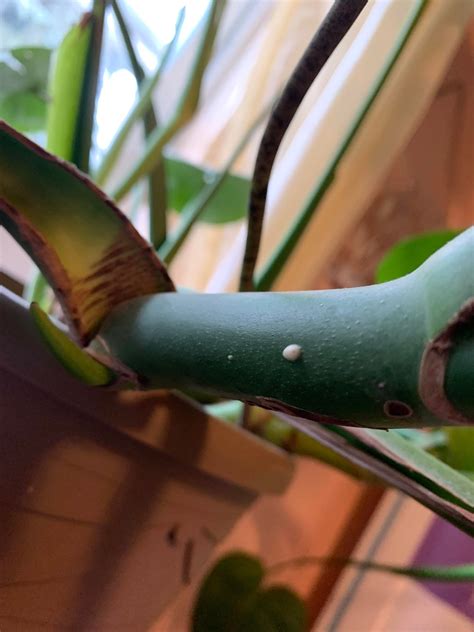 Does anyone know what these little white dots are? some are partially