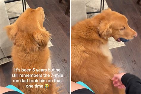 Golden Retriever Refuses to Walk After What Owner Did Years Ago—'Not a