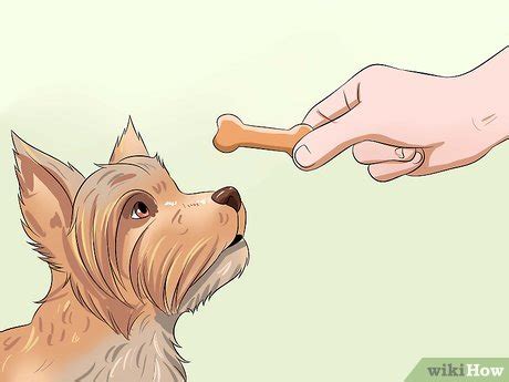 how to retrain your dog