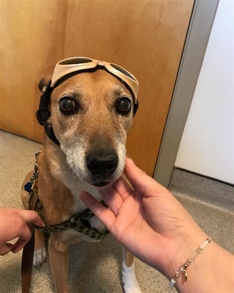 acton animal hospital