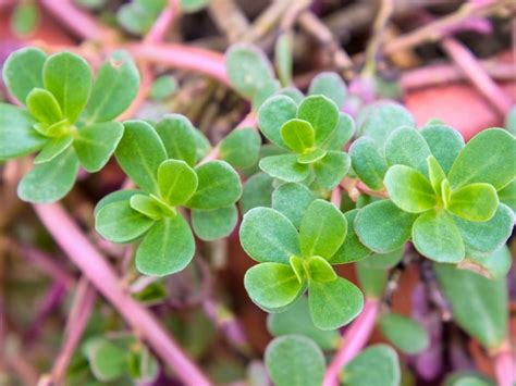 common purslane portulaca oleracea garden center point