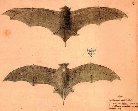 natal  tailed bat wikipedia