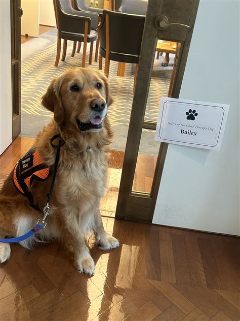 Bailey the Chief Therapy Dog Visits Australian Parliament House - Therapy Animals Australia