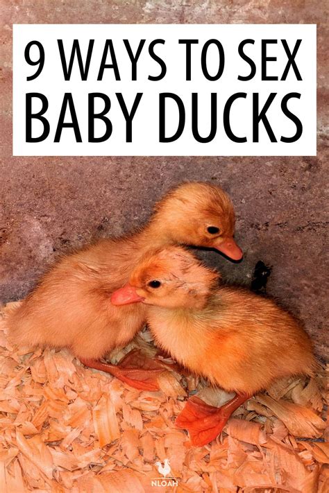 how to sex baby chicks 1