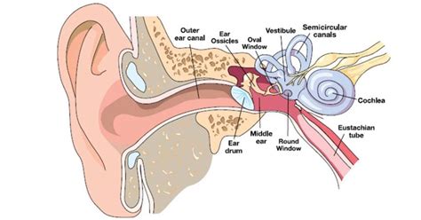 Case Study: unrecognised ear barotrauma – DAN Insider