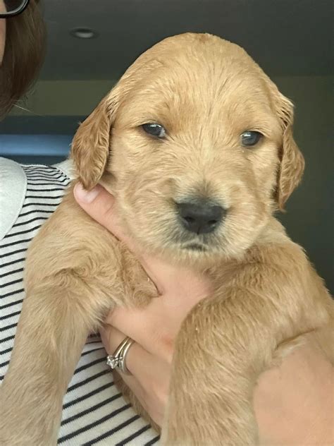 White Lake Goldendoodles | Whitehall MI
