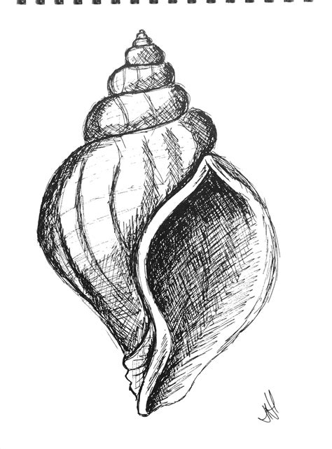 Shell Drawing | Pen Drawing of a Sea Shell