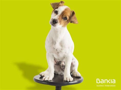 ¿Se puede entrar en el banco con perro? ¡En Bankia sí! | Mascotas