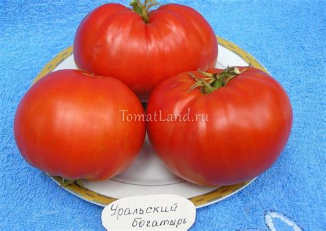 Томат Уральский богатырь: отзывы, описание сорта, фото | tomatland.ru