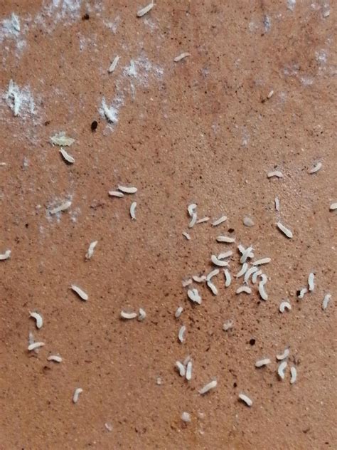 Whatis bothering my plant? : r/whatsthisbug