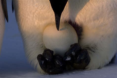 Emperor penguin breeding cycle – Australian Antarctic Program