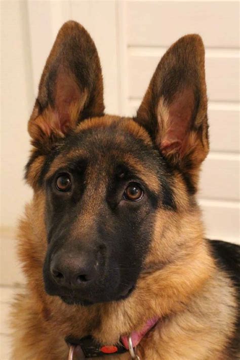 11 Secret Things Meant Only For German Shepherds