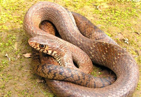 Rat snakes come in a wide range of colours from a light grey to olive ...