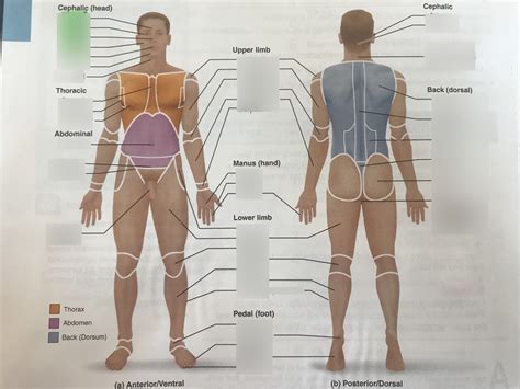 anatomical regional terms diagram quizlet