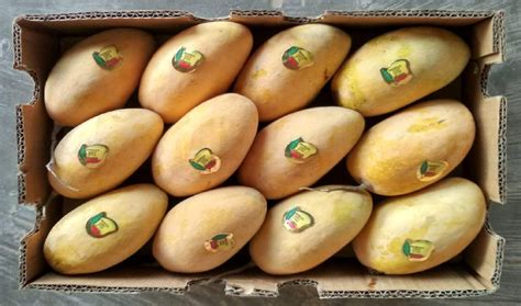 pakistan aims  increase exports   sweetest summer fruit  gulf
