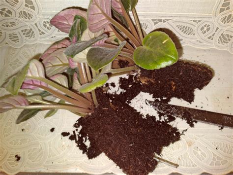 Growing African violets - Country Culture
