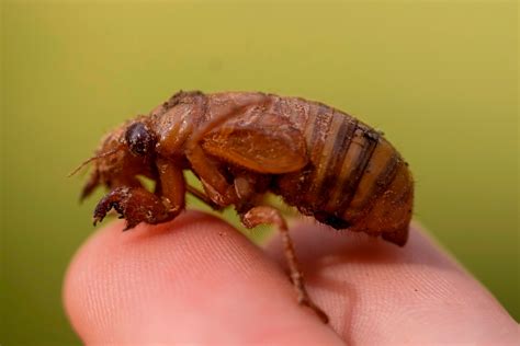 Cicadas Bugs Cicadas – Te Ara Encyclopedia Of New Zealand